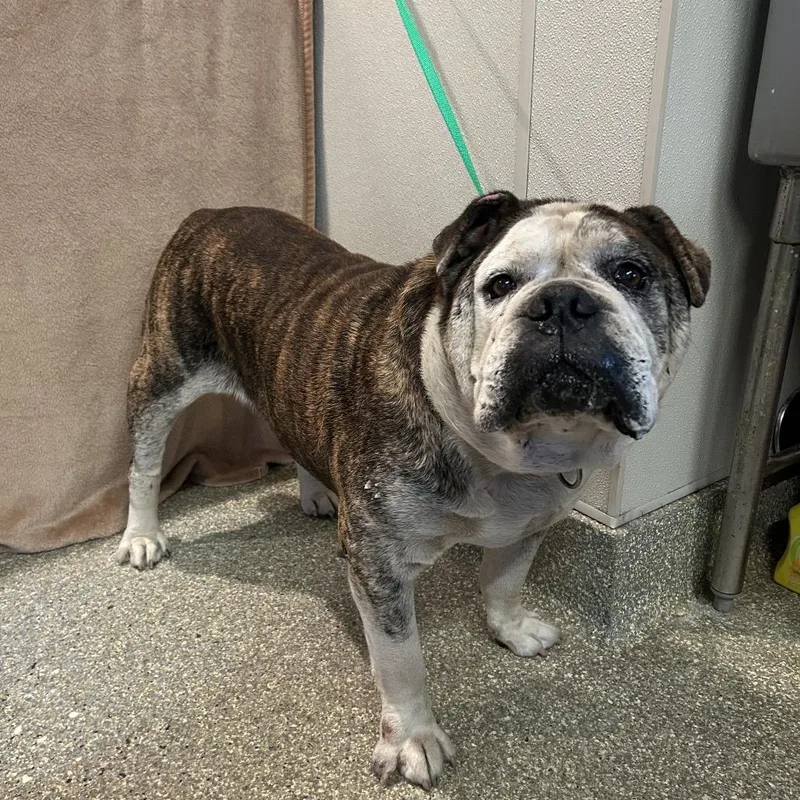 An adult large-sized male Brindle American Bulldog dog named Bruno for adoption in San Gabriel, CA