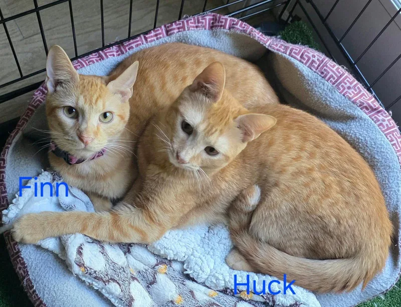 A young medium-sized male Orange / Red Domestic Short Hair cat named Huck for adoption in Holbrook, NY