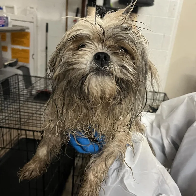 An adult small-sized male Yellow / Tan / Blond / Fawn Shih Tzu dog named Puffins for adoption in Edinburg, TX