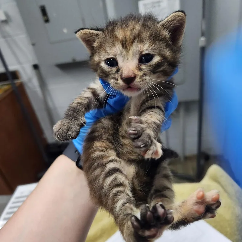A baby small-sized female Brown / Chocolate Domestic Short Hair cat named Dinah for adoption in Summerville, SC