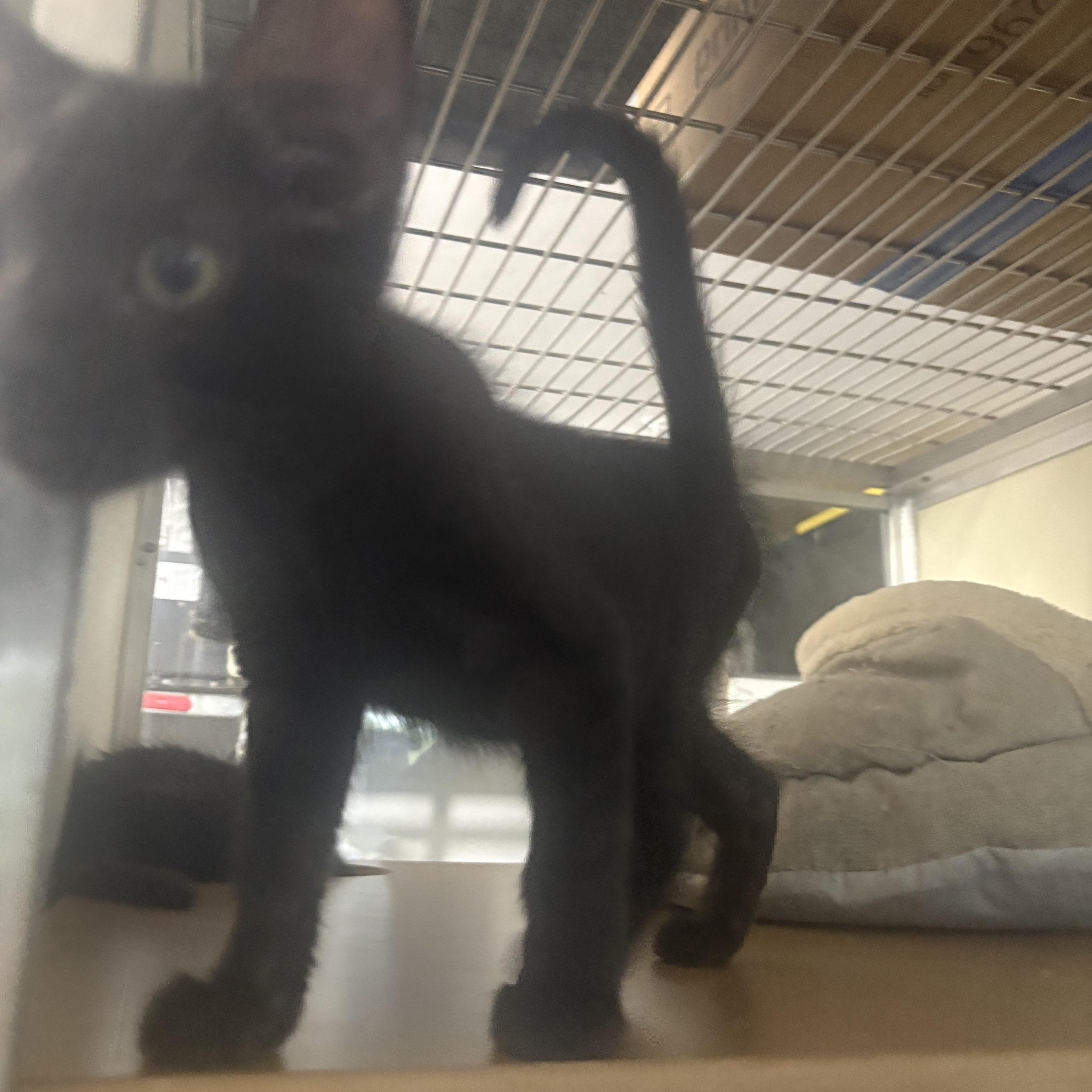 A baby small-sized male Black Domestic Short Hair cat named Stanley for adoption in Lehigh Acres, FL