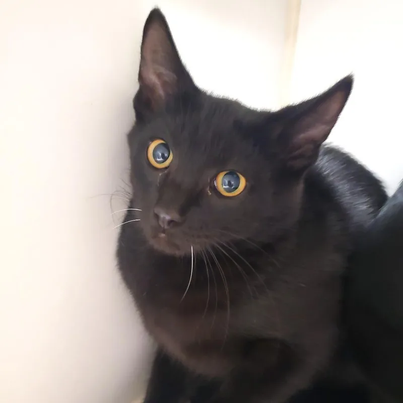 A baby small-sized male Black Domestic Short Hair cat named Hermes for adoption in Oshkosh, WI