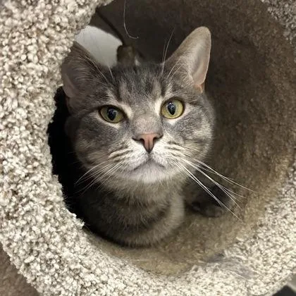An adult medium-sized male Domestic Short Hair cat named Luffy for adoption in Worcester, MA