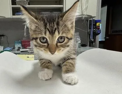 A baby small-sized female Domestic Short Hair cat named Shyla for adoption in Pequot Lakes, MN
