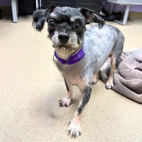 An adult small-sized female Lhasa Apso dog named Veronica for adoption in Aurora, CO