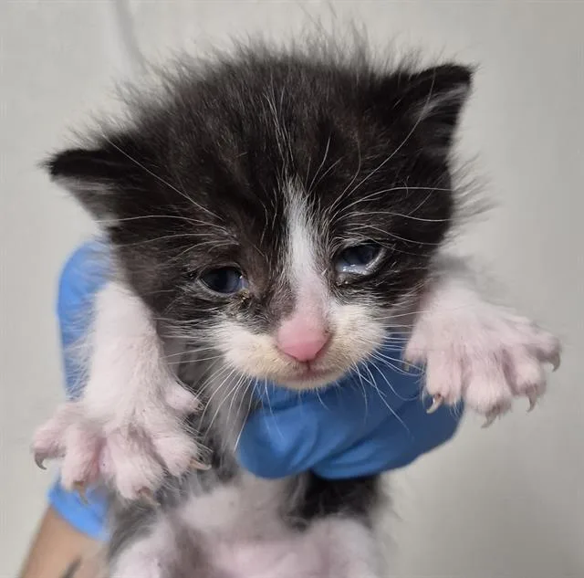 A baby small-sized female Domestic Short Hair cat named Pepper for adoption in Bakersfield, CA