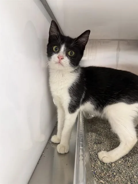 A baby small-sized female Domestic Short Hair cat named Cleo for adoption in Naples, FL