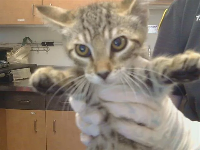 A baby small-sized female Domestic Short Hair cat named Neptune for adoption in Sacramento, CA