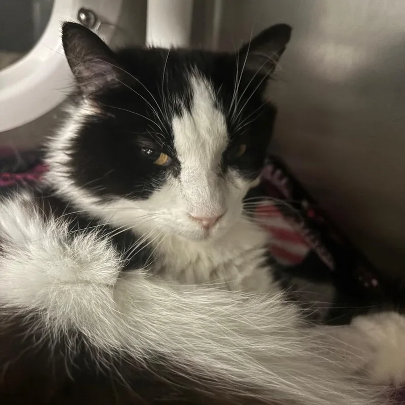 A senior medium-sized male White Domestic Long Hair cat named Fitzgerald for adoption in Lakeland, FL