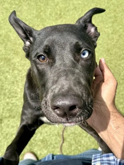 Rapscallion thumbnail 2