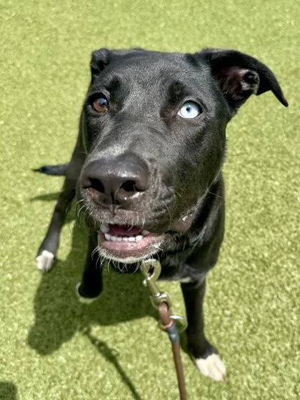 Rapscallion thumbnail 3