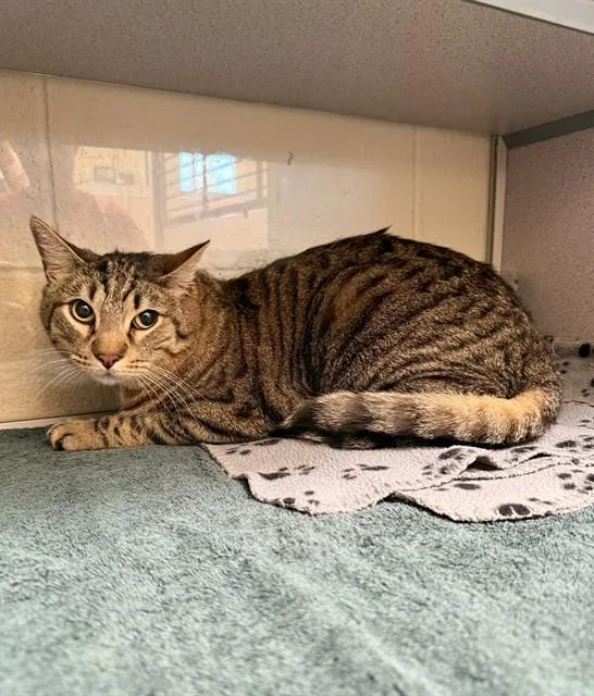 An adult large-sized male Domestic Short Hair cat named Gus for adoption in Castaic, CA