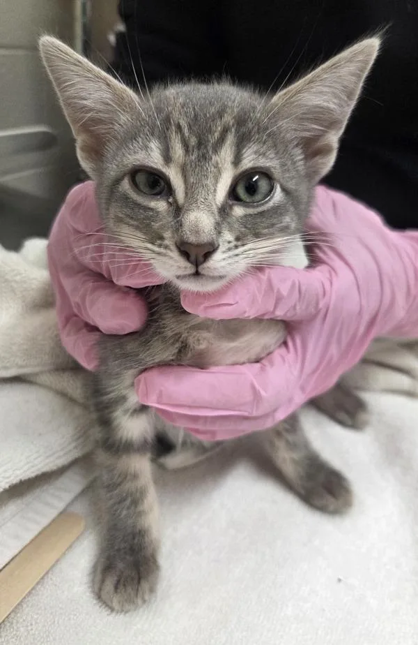 A baby medium-sized female Domestic Short Hair cat named Raven Darkspell for adoption in El Cajon, CA