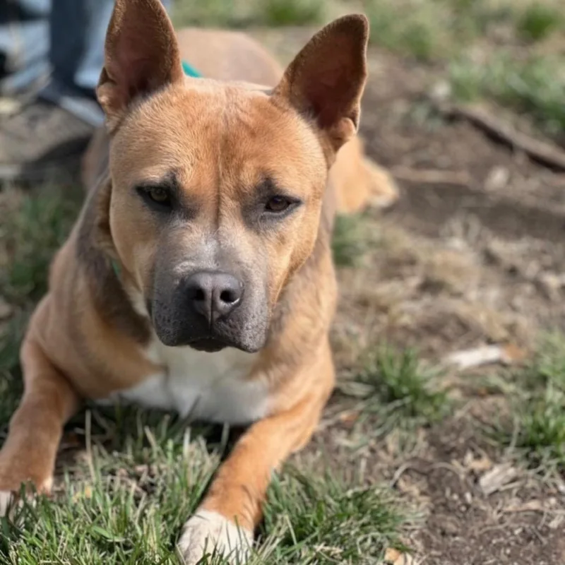 An adult medium-sized female Yellow / Tan / Blond / Fawn American Staffordshire Terrier dog named Anna for adoption in Hagerstown, MD