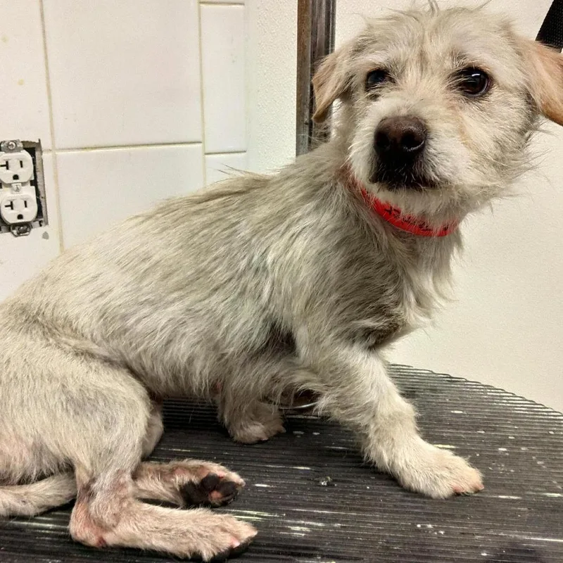 An adult small-sized female White / Cream Terrier dog named Pearl for adoption in Eureka, CA