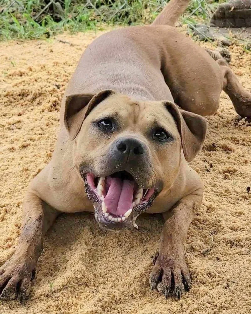 An adult medium-sized female Yellow / Tan / Blond / Fawn Boxer dog named Adele for adoption in Anniston, AL