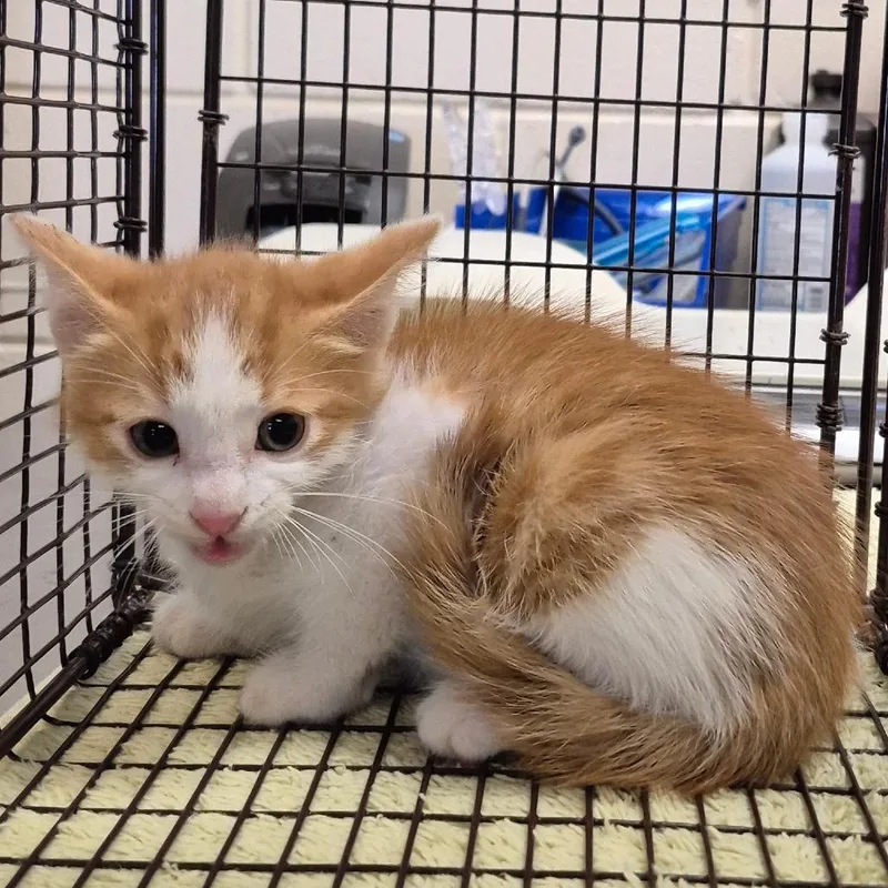 A baby small-sized male Orange / Red Domestic Short Hair cat named 66191 for adoption in Lake Panasoffkee, FL