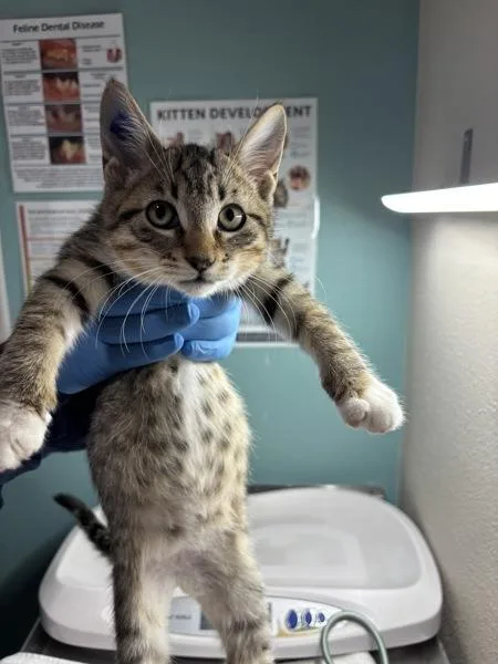 A baby small-sized male Domestic Short Hair cat named Kodia for adoption in Sherwood, OR