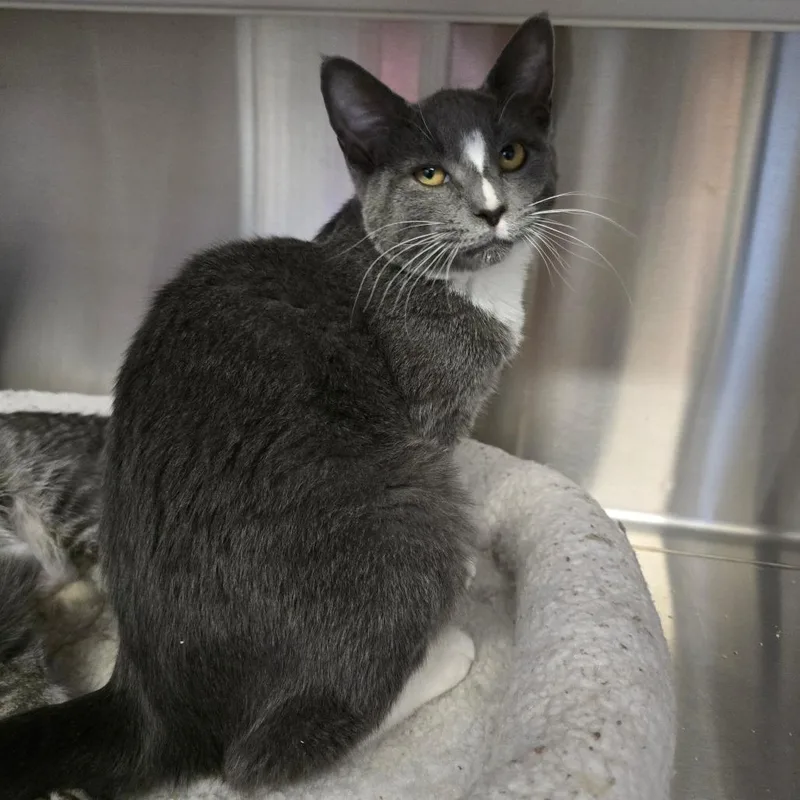 A baby medium-sized male Gray / Blue / Silver Domestic Short Hair cat named Bib for adoption in Spokane, WA