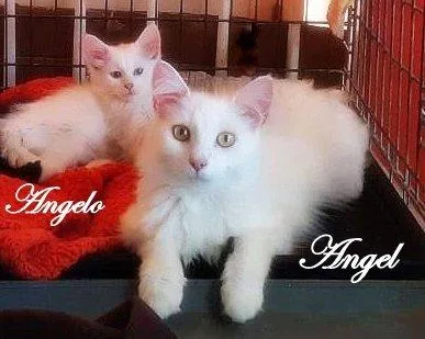 An adult medium-sized female Domestic Long Hair cat named Angel for adoption in Culpeper, VA