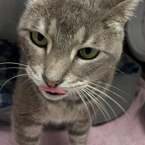 An adult small-sized female Gray / Blue / Silver Domestic Short Hair cat named Tansy  Apply at for adoption in Georgetown, KY