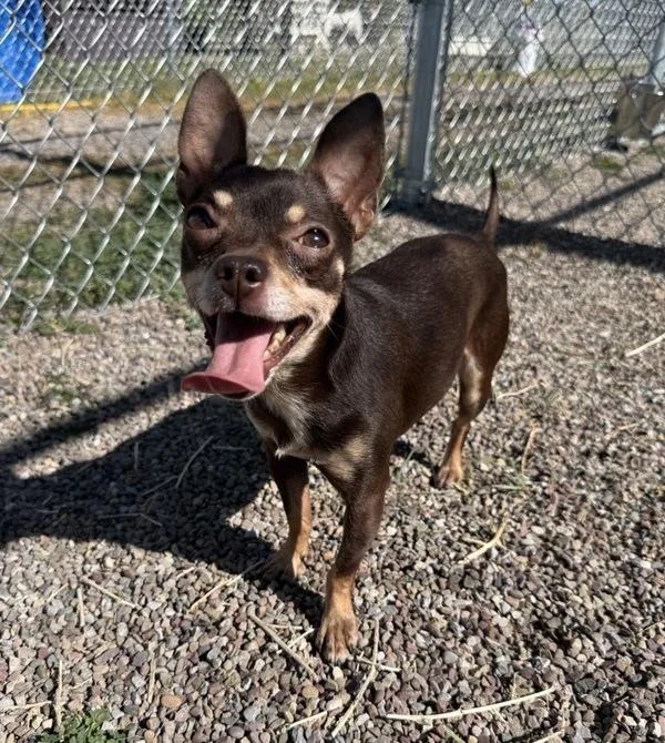 An adult small-sized male Mixed Breed dog named Rocky for adoption in Great Falls, MT