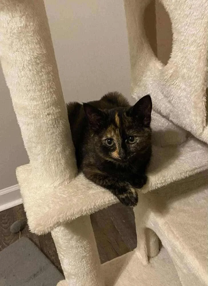 A baby small-sized female Domestic Short Hair cat named Taquito for adoption in Statesboro, GA