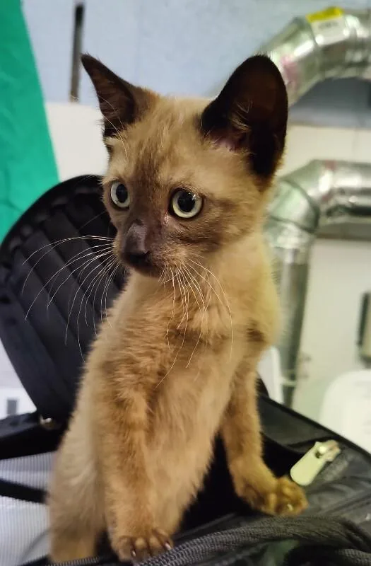 A baby medium-sized female Domestic Short Hair cat named Beya for adoption in Fruit Heights, UT