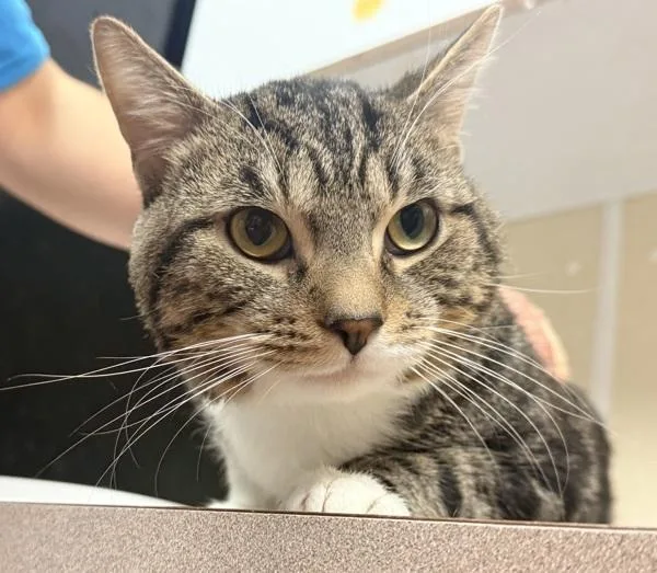 A young small-sized male Domestic Short Hair cat named Professor K for adoption in Salisbury, MD