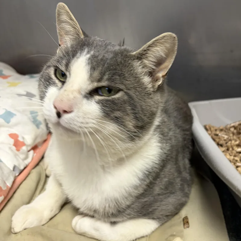 An adult medium-sized male Gray & White Domestic Short Hair cat named Blue for adoption in Mendham, NJ