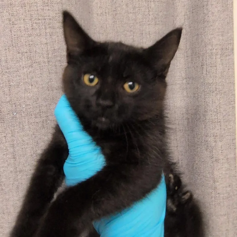 A baby small-sized female Black Domestic Short Hair cat named Midnight for adoption in Hattiesburg, MS