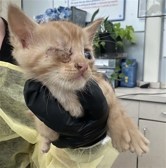 A baby medium-sized male Domestic Short Hair cat named Messi for adoption in Dallas, TX