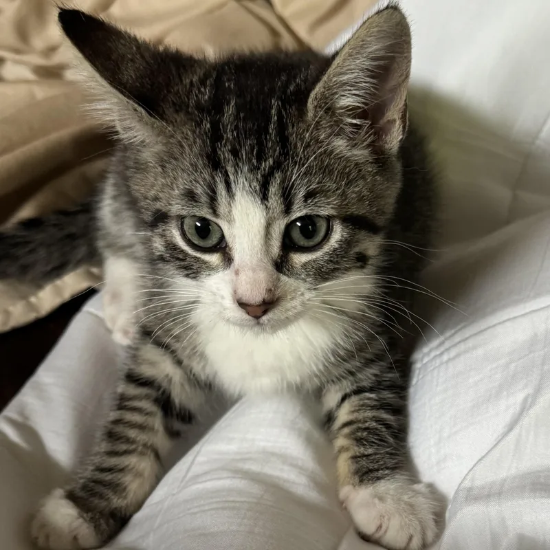 A baby medium-sized female Tabby (Gray / Blue / Silver) Tabby cat named Jumanji for adoption in Pasco, WA
