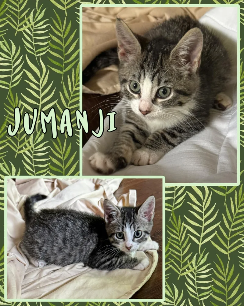 Jumanji thumbnail 4