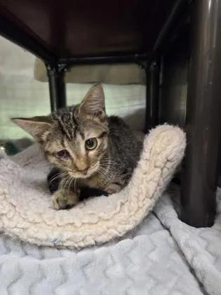 A baby small-sized male Domestic Short Hair cat named Tinker for adoption in Independence, MO