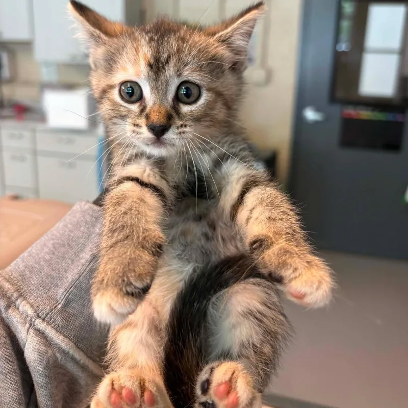 A baby small-sized female Calico Domestic Short Hair cat named Jasper for adoption in Huntington, WV