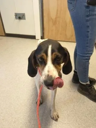 An adult medium-sized female White / Cream Coonhound dog named Butterscotch for adoption in Roseburg, OR