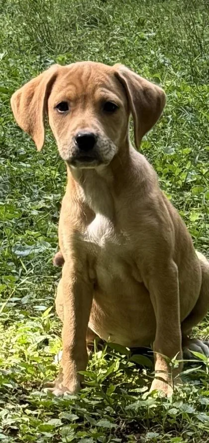 Diva
