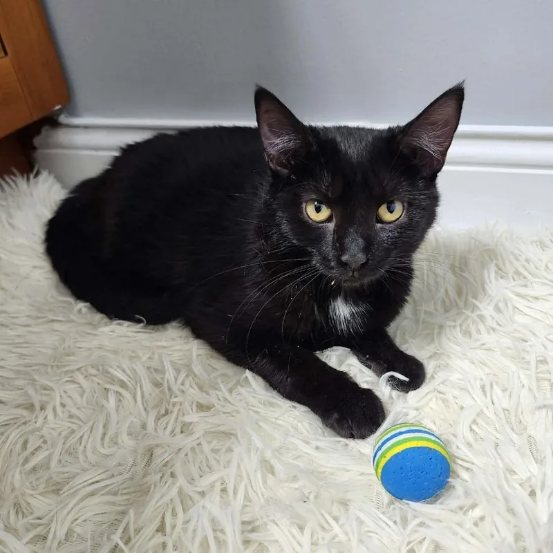 A baby medium-sized female Black Domestic Short Hair cat named Lita for adoption in Forest Park, IL