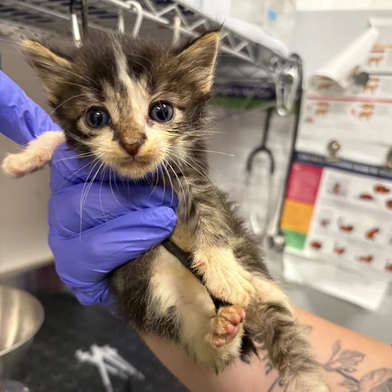 A baby small-sized female Brown / Chocolate Domestic Short Hair cat named Abby for adoption in League City, TX