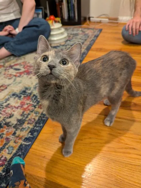 A young medium-sized female Dilute Tortoiseshell Domestic Short Hair cat named Sally for adoption in Fairfax, VA