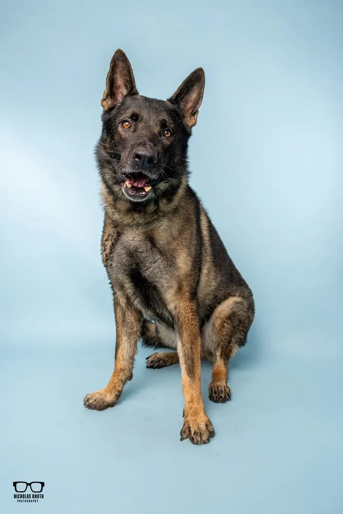 An adult large-sized male Brown / Chocolate German Shepherd Dog dog named Monty for adoption in Palatine, IL
