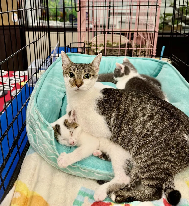 A young medium-sized female Tabby cat named Beatriz for adoption in Naples, FL