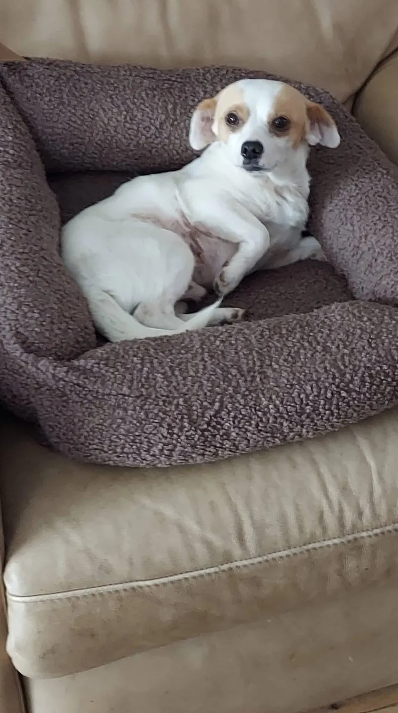 Buddy