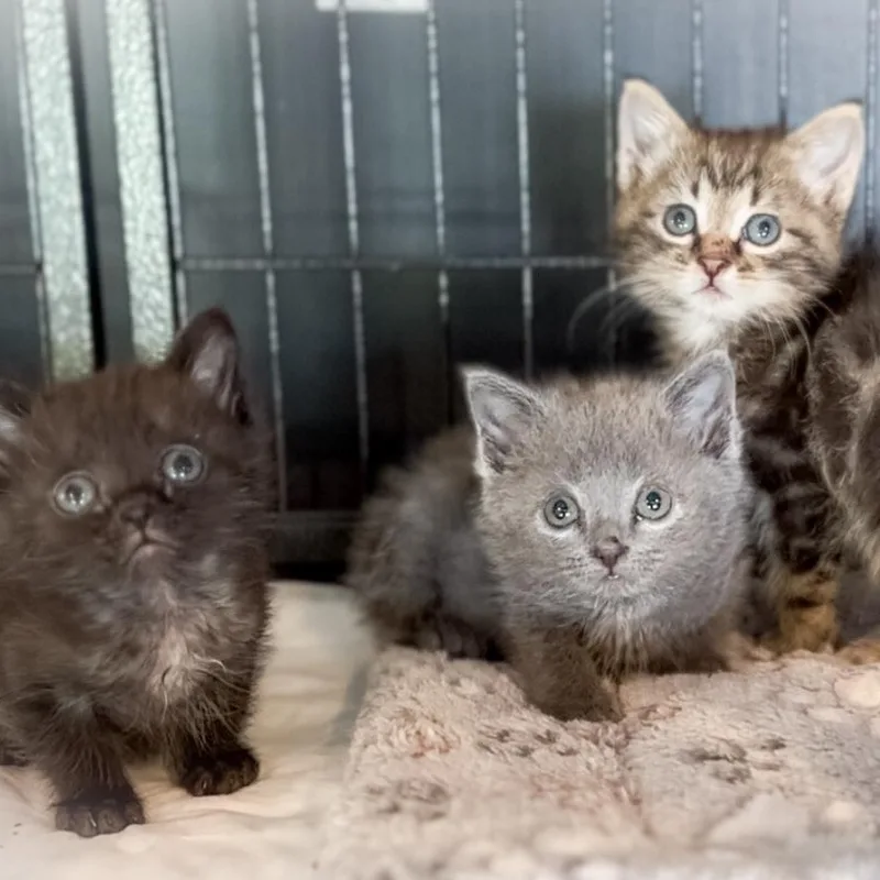 A baby medium-sized female Gray / Blue / Silver Russian Blue cat named Princess Peach for adoption in Crown Point, IN