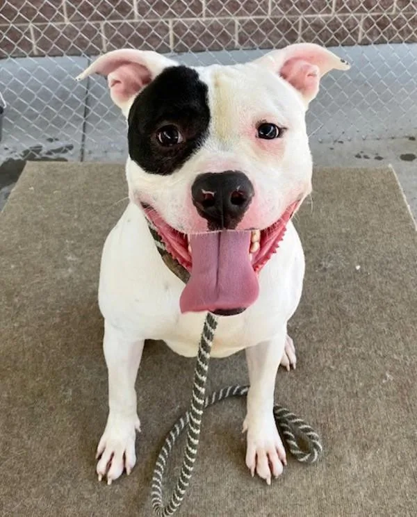 An adult large-sized male American Bulldog dog named Montgomery for adoption in Salt Lake City, UT