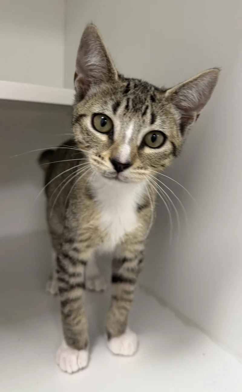 A young medium-sized male Domestic Short Hair cat named Cosmic for adoption in Satellite Beach, FL