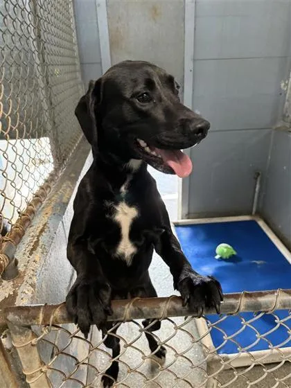An adult medium-sized female Mixed Breed dog named Winnie for adoption in Largo, FL