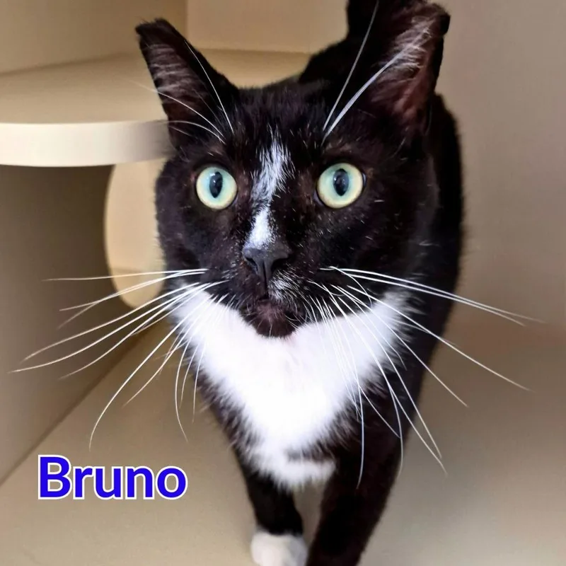 Bruno