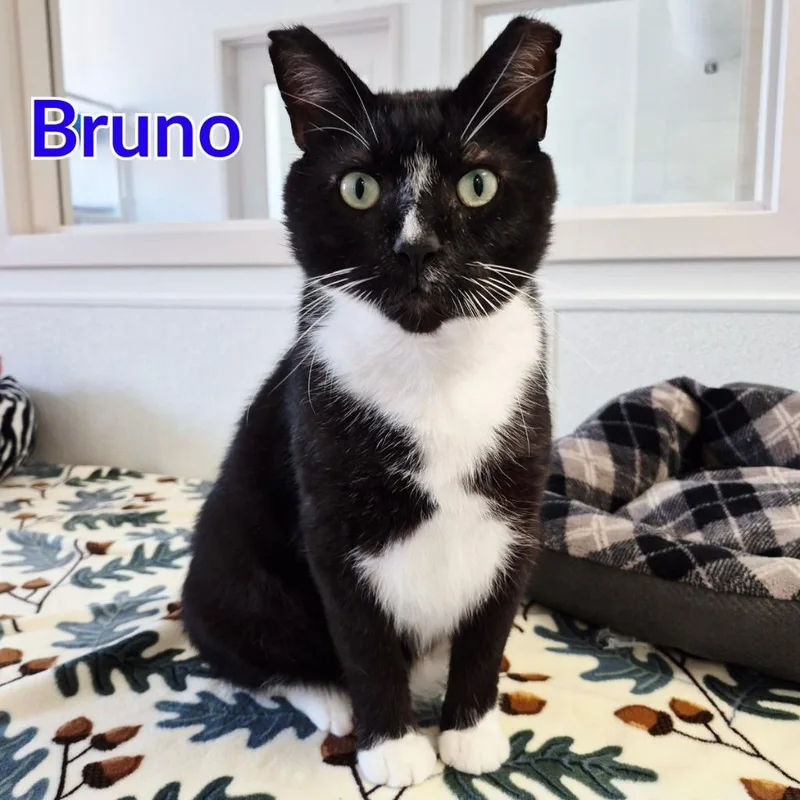 Bruno thumbnail 2